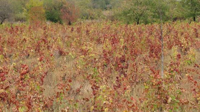 Poziv za prijavu podataka o zapuštenim vinogradima na području Općine Vrsar-Orsera