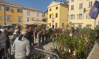 Podjela besplatnih sadnica